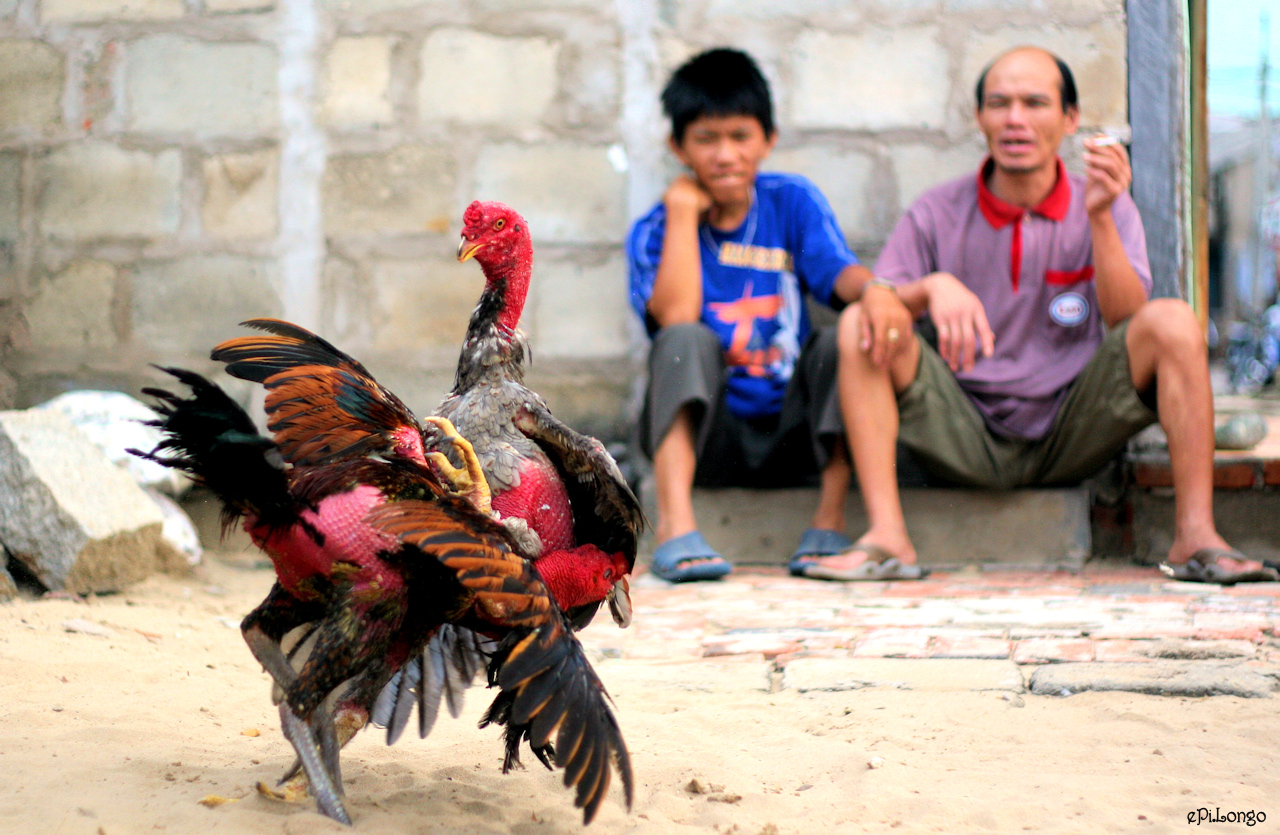 cách xem dẩy gà tre đá hay -1 